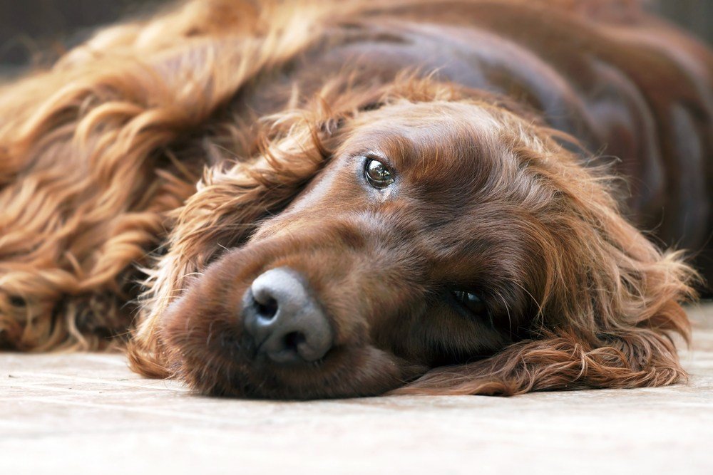 cão Setter irlandês