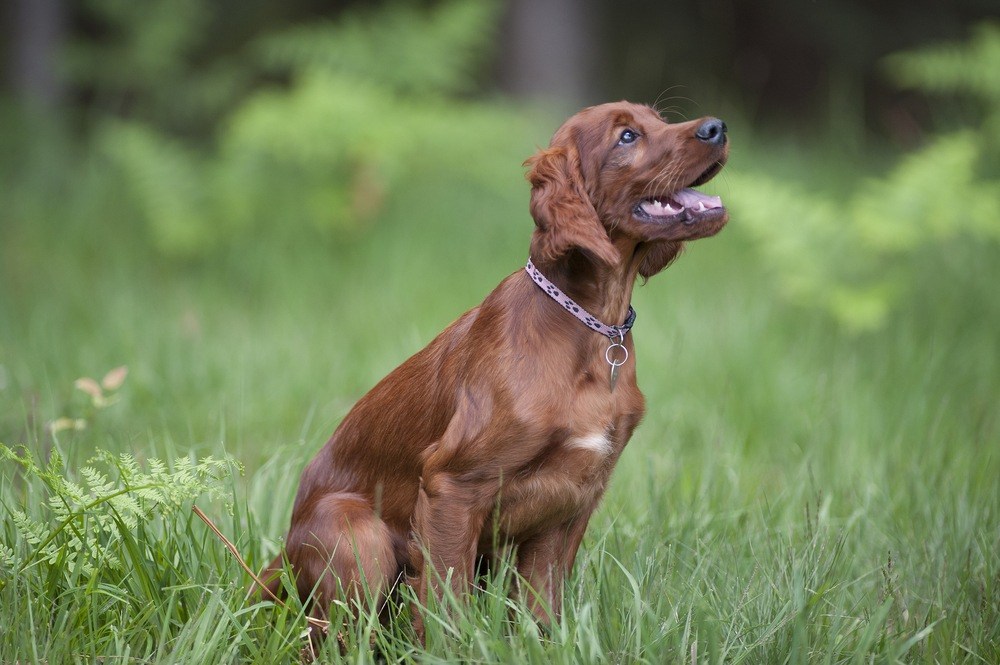 Setter irlandês cachorro