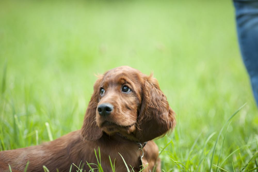 Setter irlandês cão