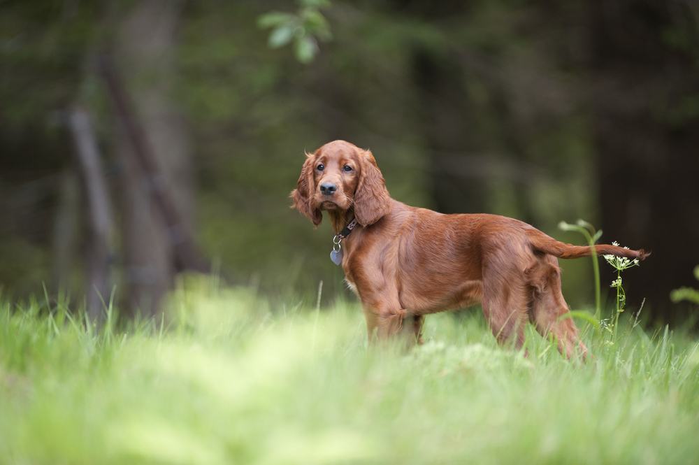 Setter irlandês