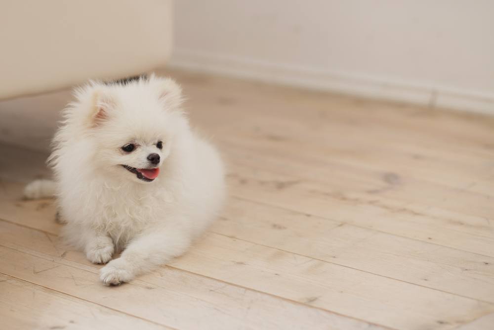 Spitz japonês cachorro