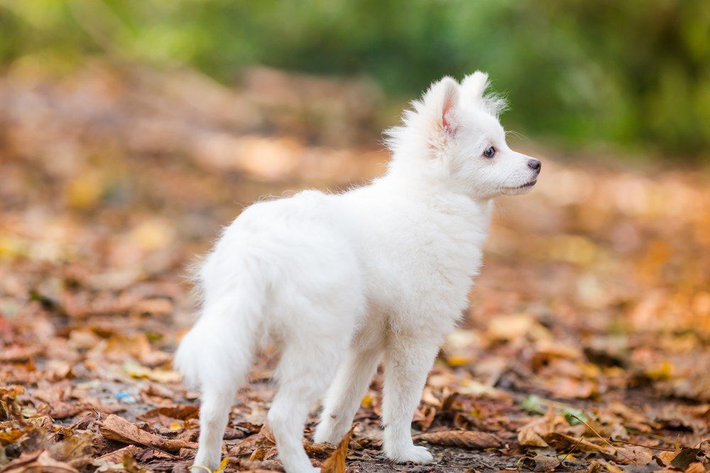 Spitz japonês filhote