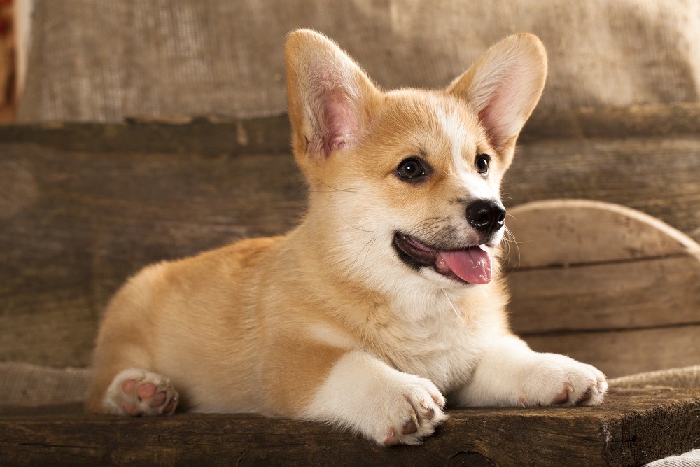 Welsh Corgi Cardigan filhote