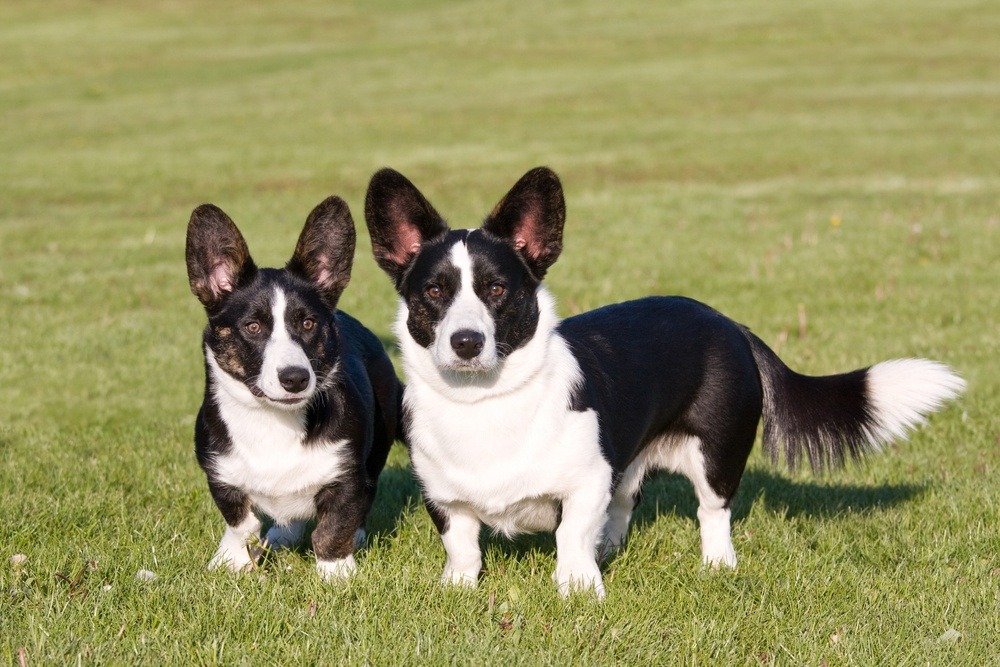 Welsh Corgi Pembroke cão