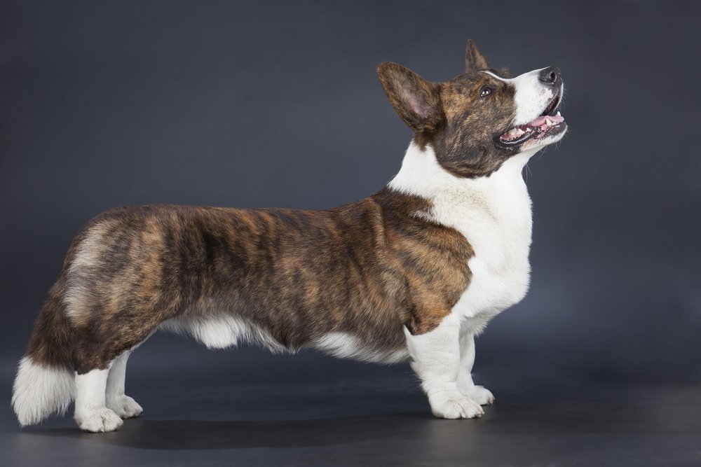 Welsh Corgi Pembroke