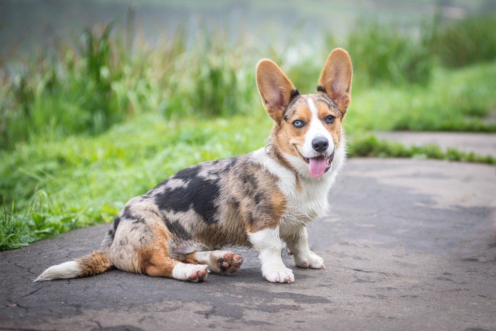 Welsh Corgi Cardigan cão
