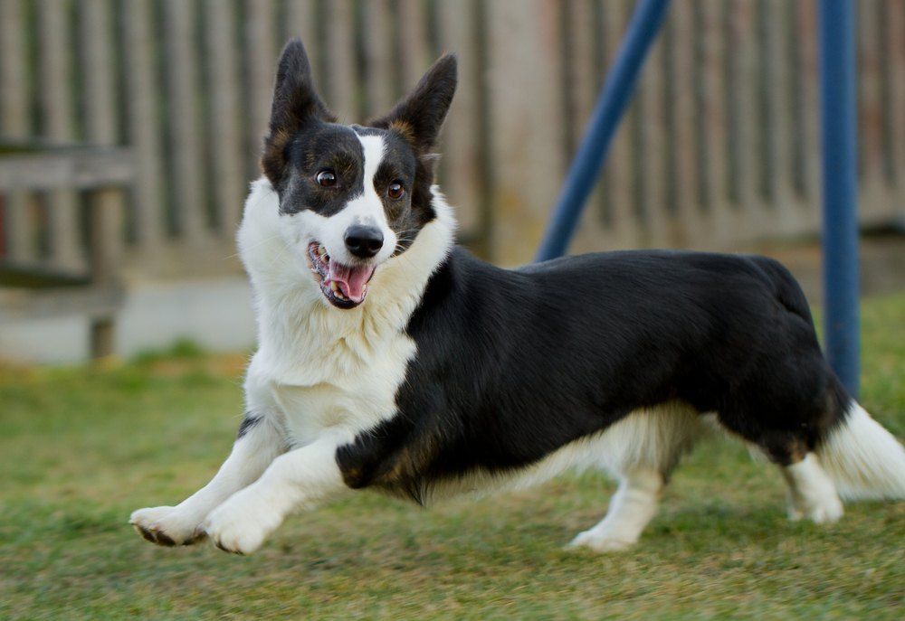 Welsh Corgi Cardigan