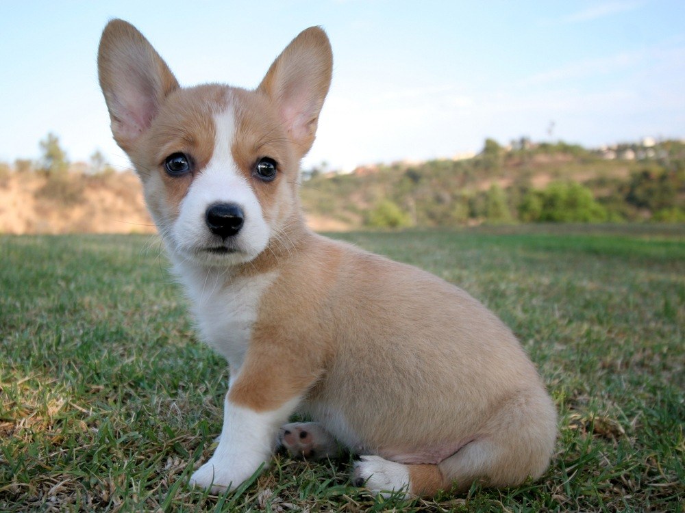 Welsh Corgi Pembroke filhote