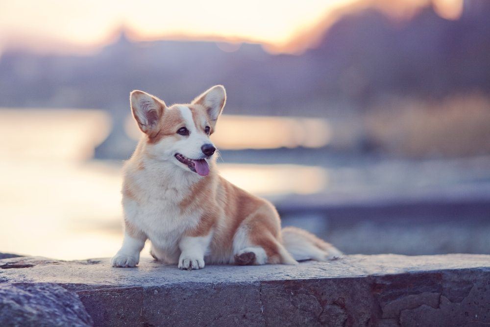 Welsh Corgi Pembroke cachorro