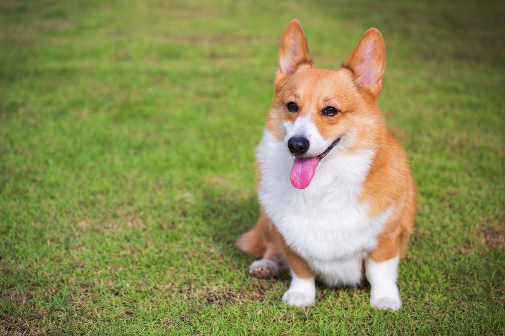 Welsh Corgi Pembroke cão