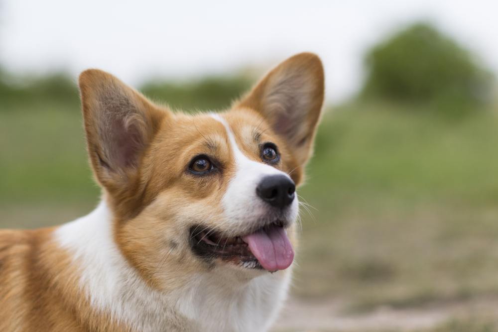 Welsh Corgi Pembroke