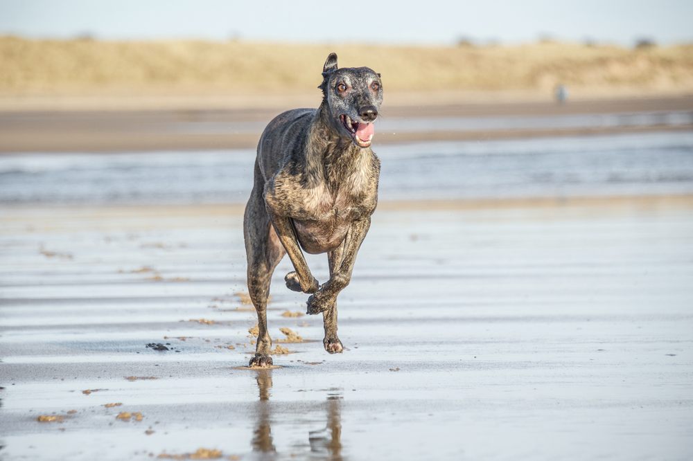 Whippet correndo