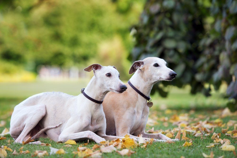 Whippet cão