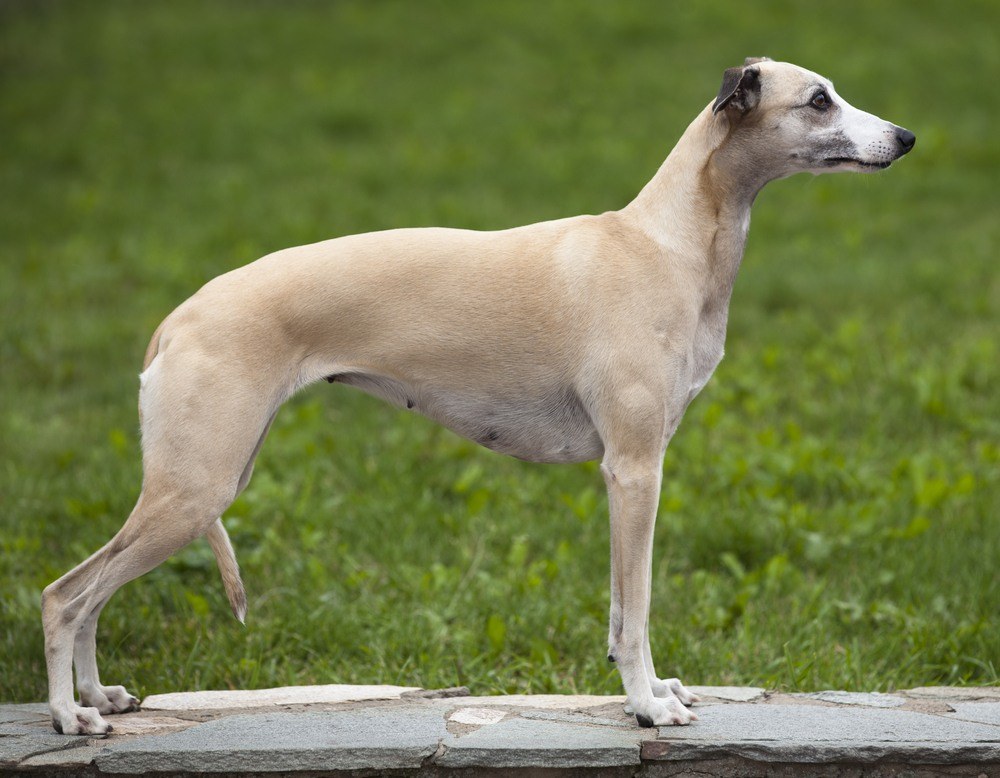 Whippet