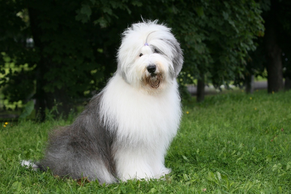 cachorro Old English Sheepdog