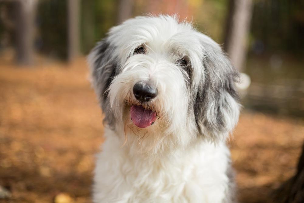 Old English Sheepdog cão