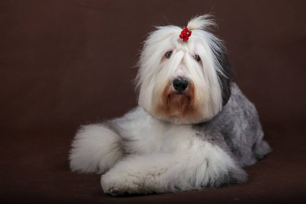 Old English Sheepdog