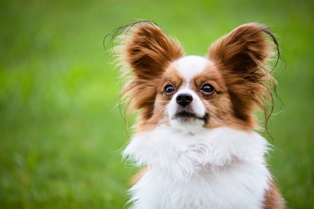 cão Papillon