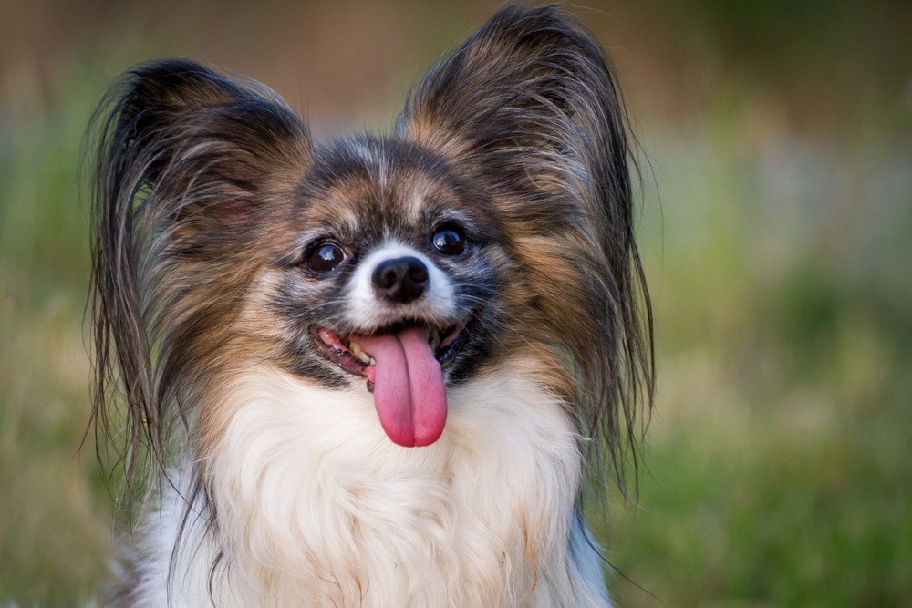 Papillon cão