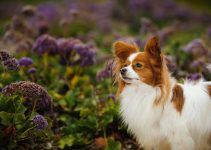 Papillon