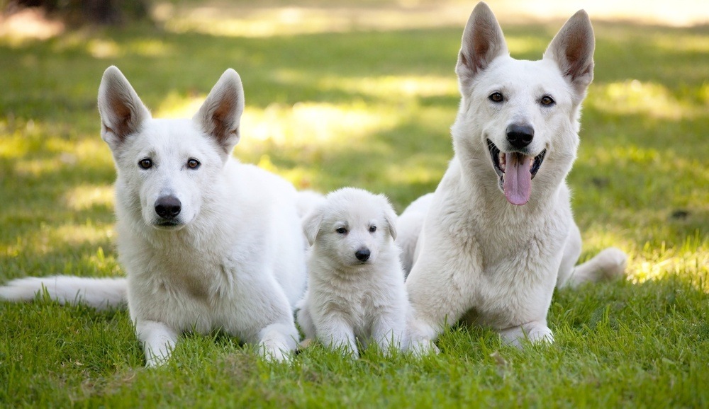 Pastor branco suiço cachorro